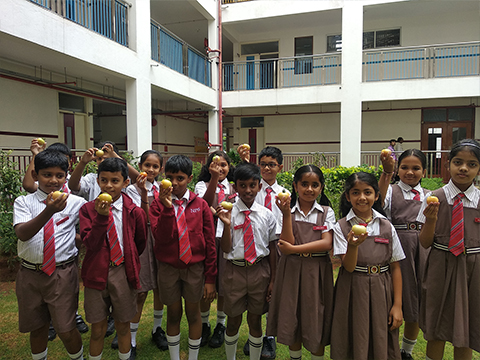 Fruits and Vegetable Plucking - 1