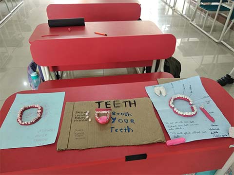 Model of the Teeth - 2