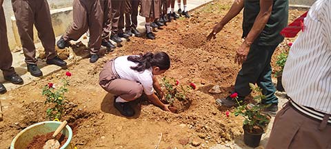 National Red Rose Day