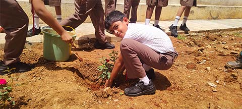 National Red Rose Day