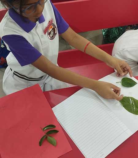 Exploring Types of Leaves