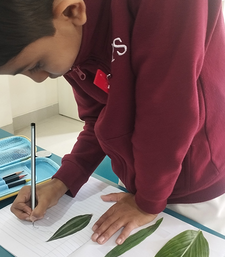 Exploring Types of Leaves