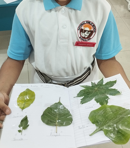 Exploring Types of Leaves