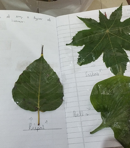 Exploring Types of Leaves